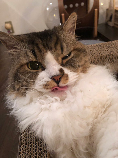 京都町家猫カフェ