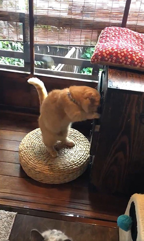 京都町家猫カフェ