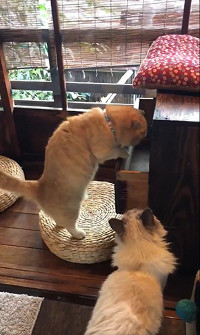 京都町家猫カフェ