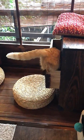 京都町家猫カフェ