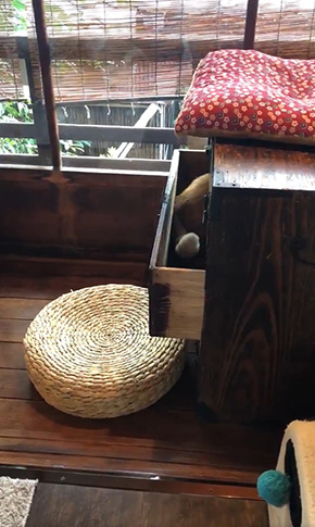 京都町家猫カフェ