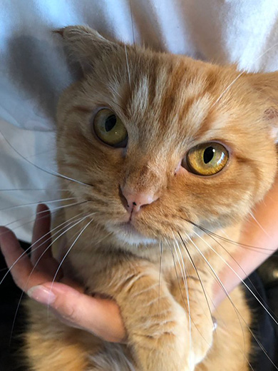 京都町家猫カフェ