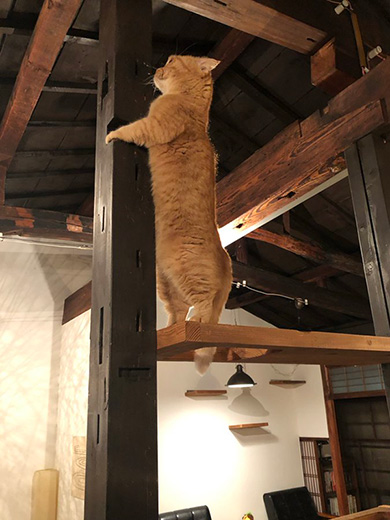 京都町家猫カフェ