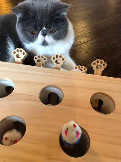 京都町家猫カフェ