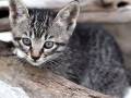 「経済的に破綻するまでYouTubeに挑戦する」　“魂のこもった猫動画”を投稿し続けるCaTuberとは