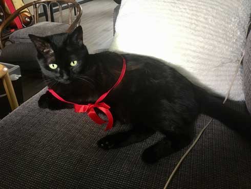 猫 未だかつてない 四角 クッション 座布団 黒猫 square