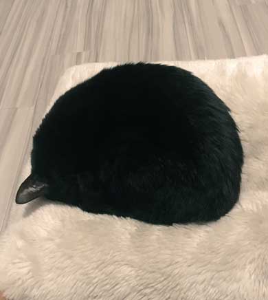 猫 未だかつてない 四角 クッション 座布団 黒猫 square