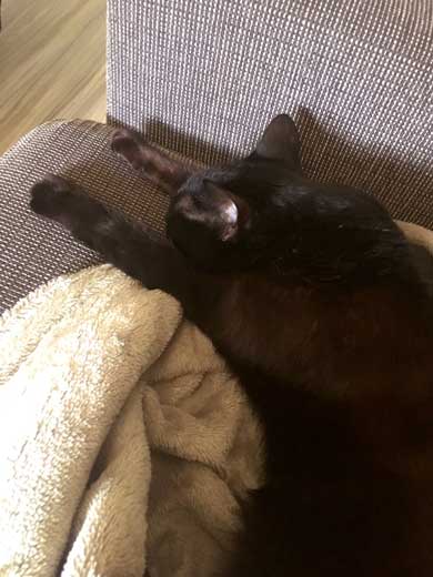 猫 未だかつてない 四角 クッション 座布団 黒猫 square