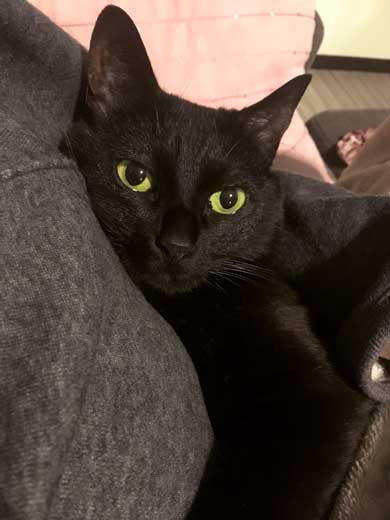 猫 未だかつてない 四角 クッション 座布団 黒猫 square