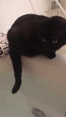 猫 未だかつてない 四角 クッション 座布団 黒猫 square