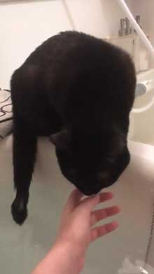 猫 未だかつてない 四角 クッション 座布団 黒猫 square