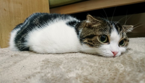 もちねこ