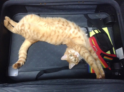 キャリーバッグのみーくん