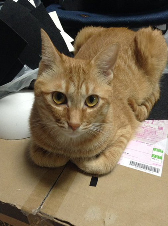 箱の上のみーくん