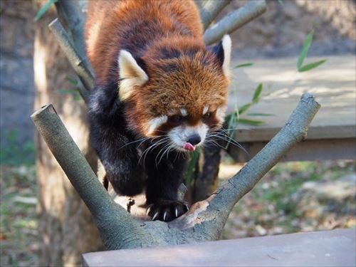 トリップアドバイザー　動物園・水族館ランキング