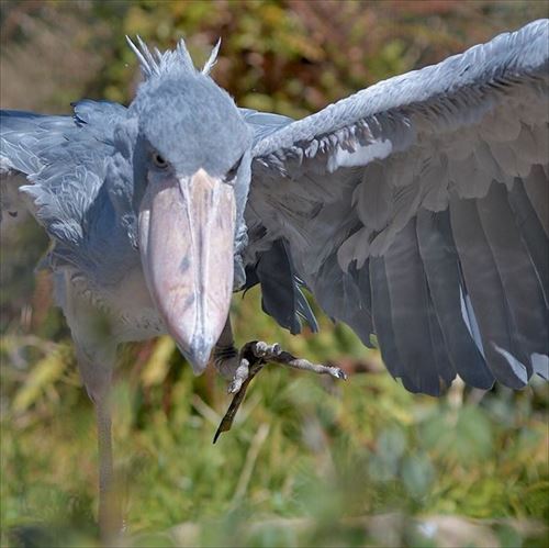 トリップアドバイザー　動物園・水族館ランキング