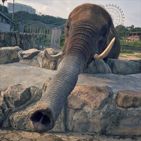 トリップアドバイザー　動物園・水族館ランキング