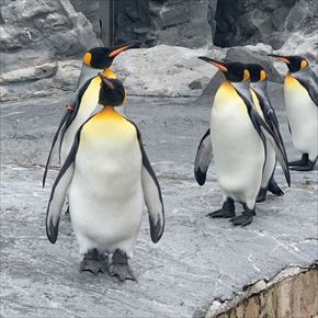 トリップアドバイザー　動物園・水族館ランキング