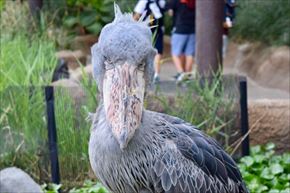 トリップアドバイザー　動物園・水族館ランキング