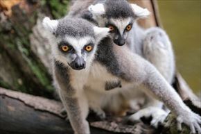 トリップアドバイザー　動物園・水族館ランキング