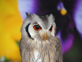 トリップアドバイザー　動物園・水族館ランキング
