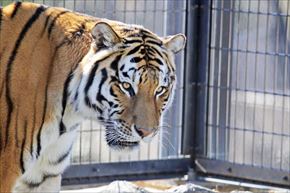 トリップアドバイザー　動物園・水族館ランキング