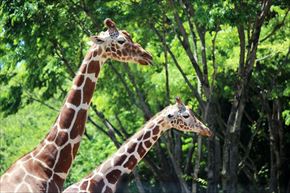 トリップアドバイザー　動物園・水族館ランキング