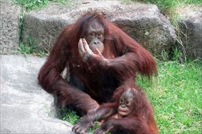 トリップアドバイザー　動物園・水族館ランキング
