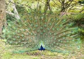 トリップアドバイザー　動物園・水族館ランキング