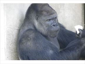 トリップアドバイザー　動物園・水族館ランキング