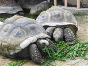 トリップアドバイザー　動物園・水族館ランキング