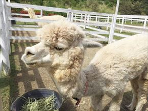 トリップアドバイザー　動物園・水族館ランキング