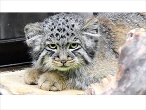 トリップアドバイザー　動物園・水族館ランキング