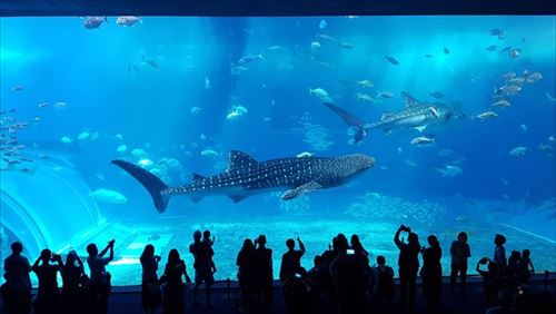 トリップアドバイザー　動物園・水族館ランキング
