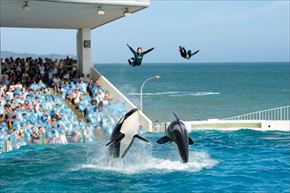 トリップアドバイザー　動物園・水族館ランキング