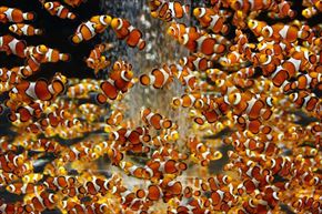 トリップアドバイザー　動物園・水族館ランキング