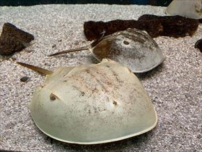 トリップアドバイザー　動物園・水族館ランキング