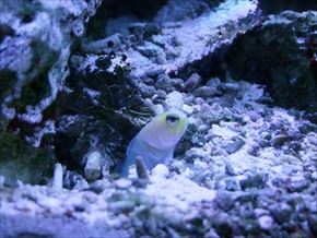 トリップアドバイザー　動物園・水族館ランキング