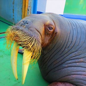 トリップアドバイザー　動物園・水族館ランキング