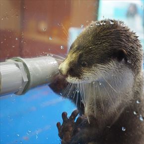 トリップアドバイザー　動物園・水族館ランキング