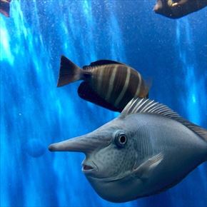 トリップアドバイザー　動物園・水族館ランキング