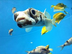 トリップアドバイザー　動物園・水族館ランキング