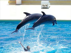 トリップアドバイザー　動物園・水族館ランキング