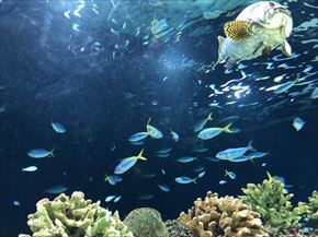 トリップアドバイザー　動物園・水族館ランキング