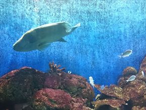 トリップアドバイザー　動物園・水族館ランキング