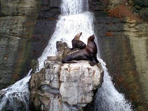 トリップアドバイザー　動物園・水族館ランキング