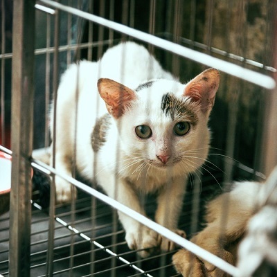 いっしょに避にゃん