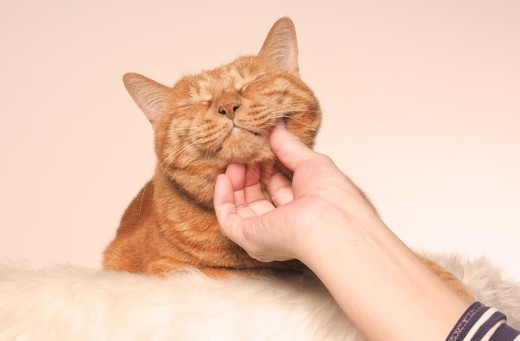 ペット手帳 ネコ 防災