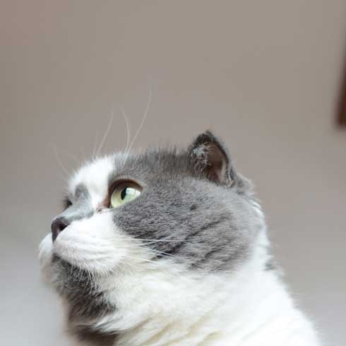 どっしり もっちり 猫 丸い もふもふ 体形 個性的 ボス ムタ