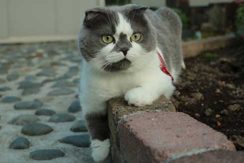 どっしり もっちり 猫 丸い もふもふ 体形 個性的 ボス ムタ